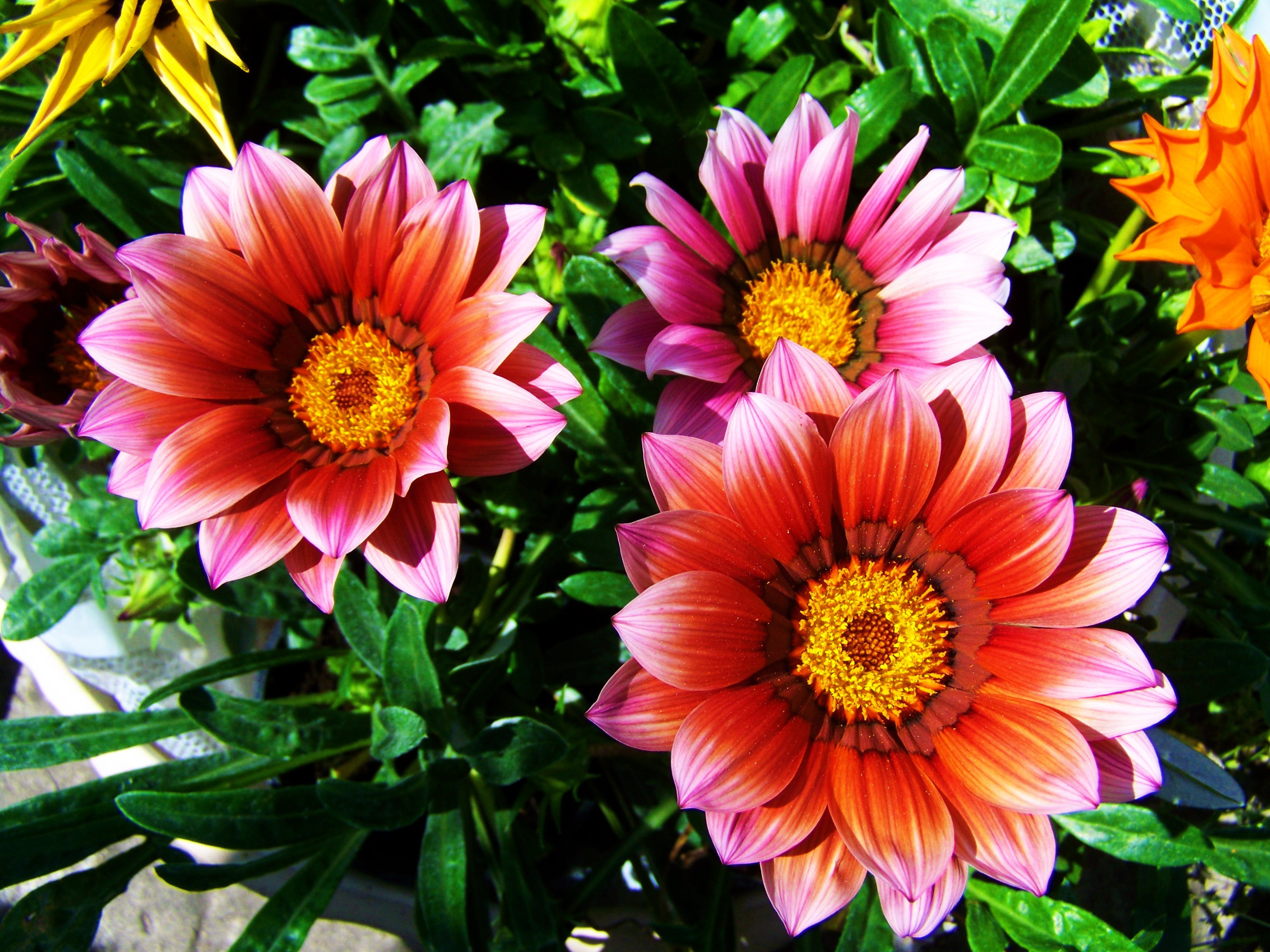 Plantas, flores y productos de jardinería Verdania — Almería, Málaga y Granada
